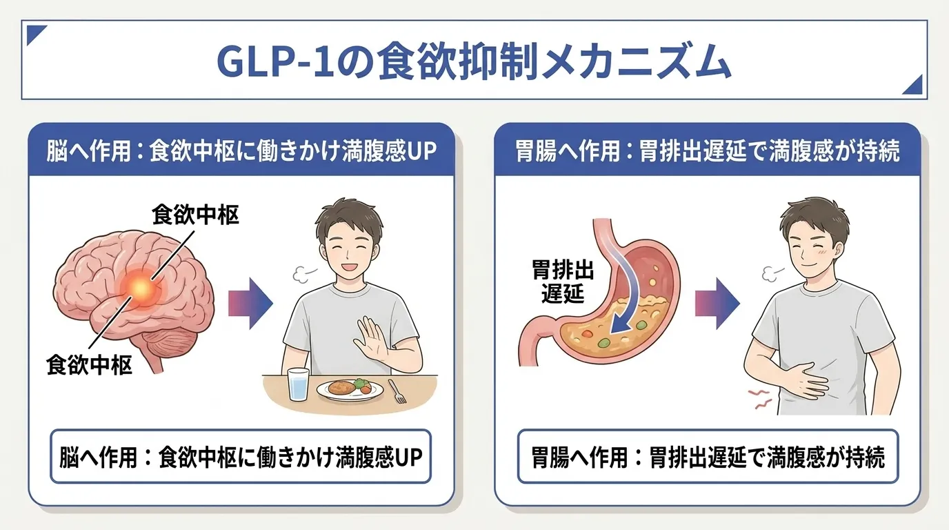 glp-1  GLP-1PCE GLP-1 | 